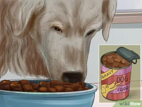 Image titled Treat a Dog's Bladder Infection Step 12