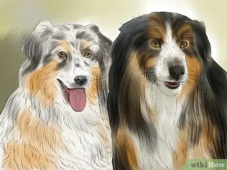 Image titled Identify an Australian Shepherd Step 3