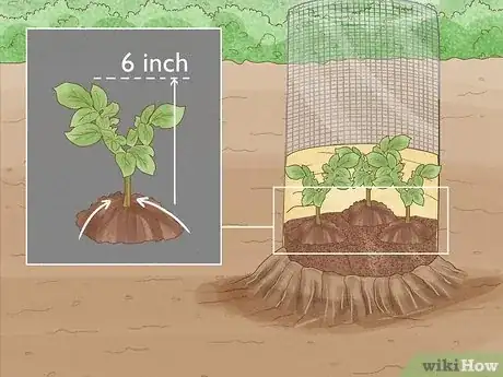Image titled Grow Potatoes in a Wire Cage Step 12