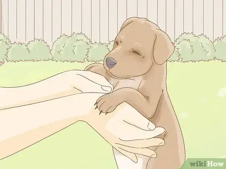 Image titled Take Care of a Pitbull Puppy Step 11