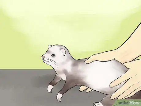 Image titled Pick Up and Carry a Ferret Step 2