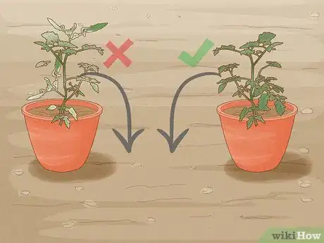 Image titled Treat Curly Top Virus in Tomatoes Step 5