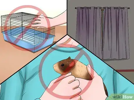 Image titled Tell if Your Guinea Pig Is Pregnant Step 13