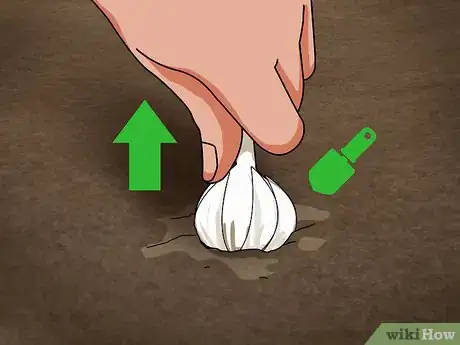 Image titled Braid Garlic Step 14