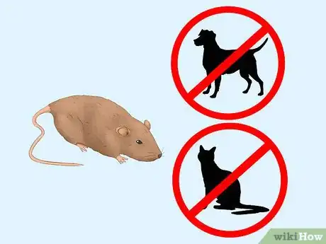 Image titled Get Rid of Tropical Rat Mites on Pet Rats Step 4Bullet1