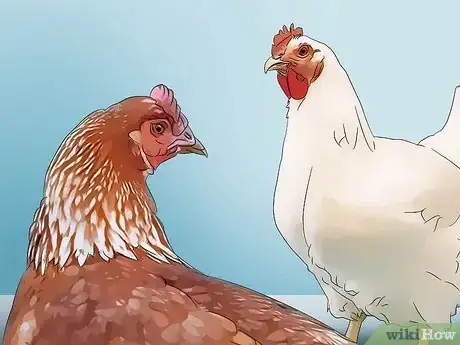 Image titled Raise Chickens for Eggs Step 13