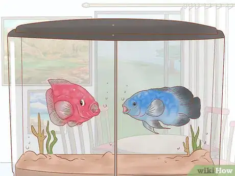 Image titled Buy Fish Online Step 10