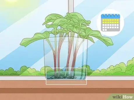 Image titled Grow Sweet Potato Vine Houseplant Step 7