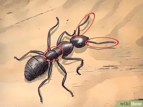 Image titled Identify Carpenter Ants Step 4