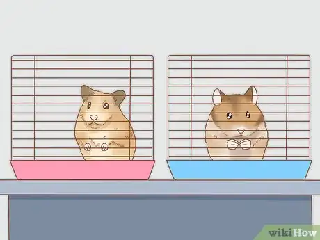 Image titled Introduce Two Dwarf Hamsters Step 5