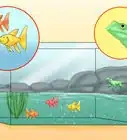 Create Aquariums So Lizards and Fish Can Coexist