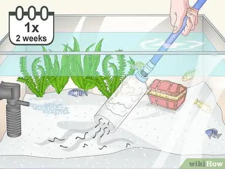 Image titled Remove Fish from an Aquarium to Clean Step 14