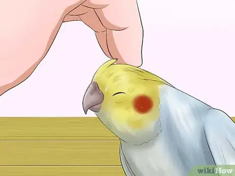 Image titled Massage a Cockatiel Step 5