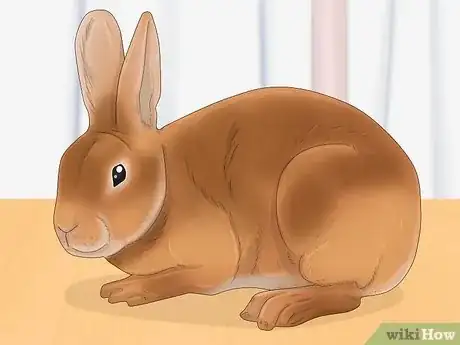 Image titled Select a Show Rabbit Step 11
