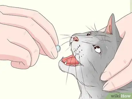Image titled Handle Nicotine Poisoning in Cats Step 8