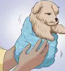 Bathe a Bichon Frise Puppy