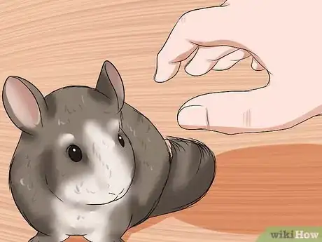Image titled Tame Your Chinchilla Step 6