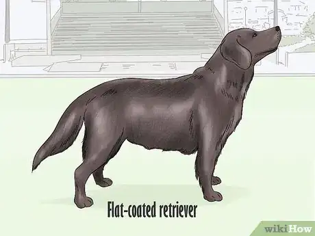 Image titled Identify a Golden Retriever Step 17