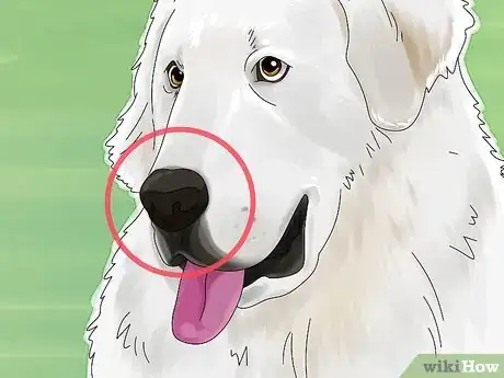 Image titled Identify a Great Pyrenees Step 5
