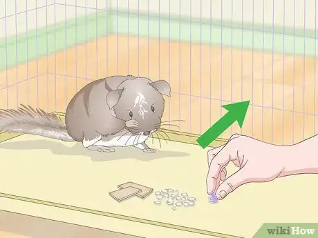 Image titled Deal with Bloat in Chinchillas Step 13