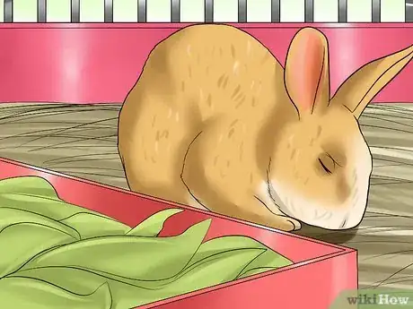 Image titled Diagnose Respiratory Problems in Rabbits Step 7
