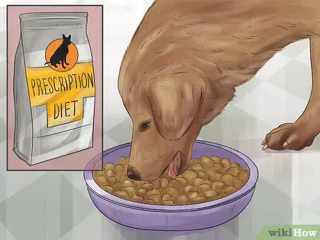 Image titled Treat a Dog's Bladder Infection Step 13