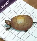 Tell a Turtle's Age