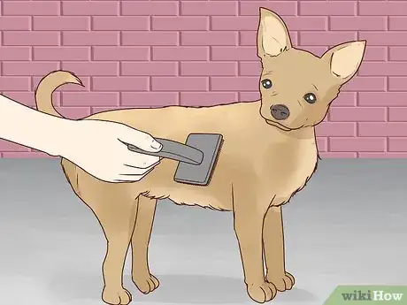 Image titled Wash a Chihuahua Step 1
