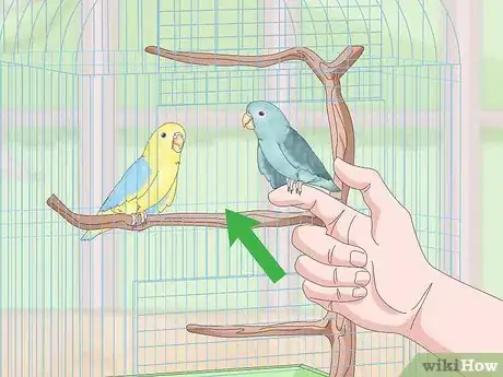 Image titled Deal with Parrotlet Aggression Step 10