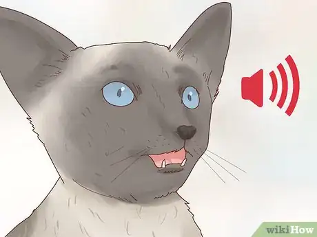 Image titled Decide if a Siamese Cat Is Right for You Step 6