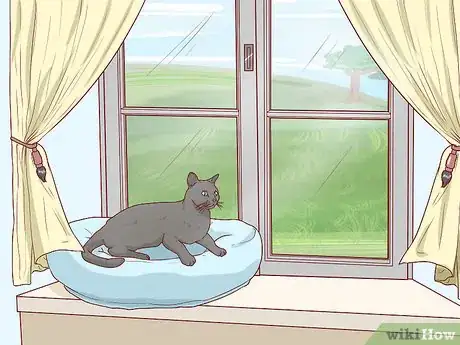 Image titled Take Care of a Bombay Cat Step 11