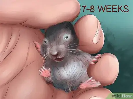 Image titled Determine the Sex of a Dwarf Hamster Step 7