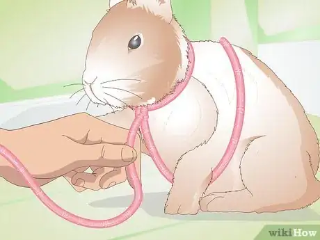 Image titled Make Your Rabbit a Leash Step 4