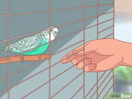 Image titled Teach Your Parakeet to Love You Step 4