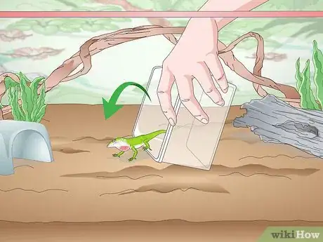 Image titled Set up a Green Anole Tank Step 13