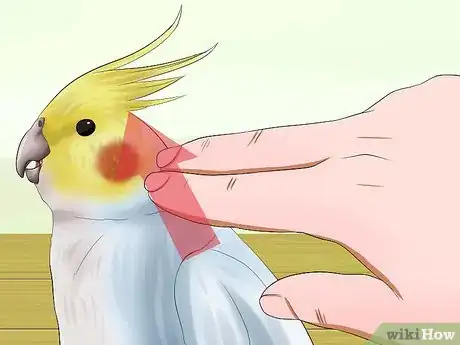 Image titled Massage a Cockatiel Step 4