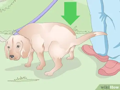 Image titled Get a Urine Sample from a Female Dog Step 4