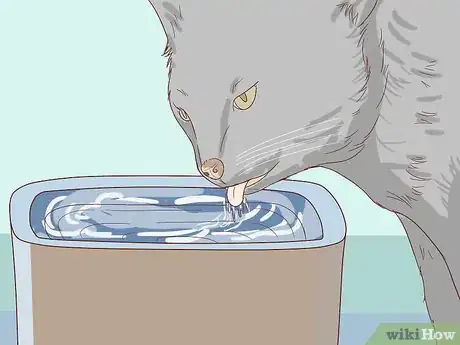 Image titled Check Cats for Dehydration Step 2