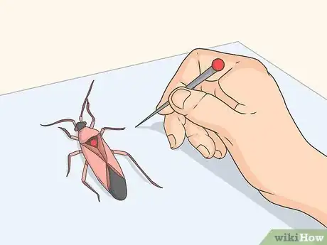 Image titled Prepare Insects for Pinning Step 12