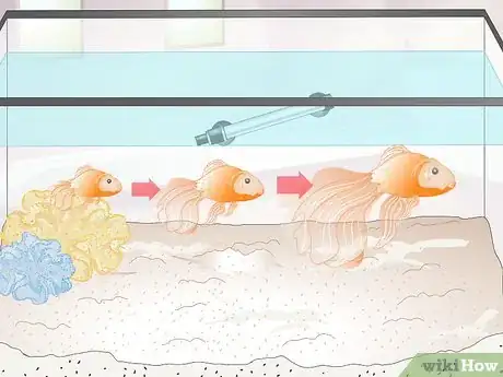 Image titled Tell if Your Goldfish Is an Adult Step 5