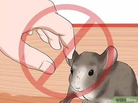 Image titled Tame Your Chinchilla Step 5
