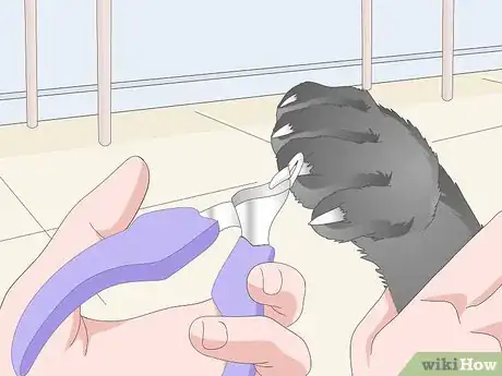 Image titled Clean Your Cat's Feet Step 8