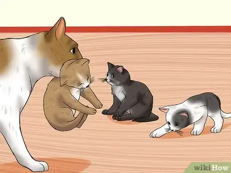 Image titled Take Care of Nursing Cats Step 10