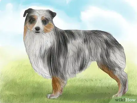 Image titled Identify an Australian Shepherd Step 2