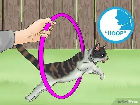 Image titled Train a Cat to Jump Through a Hoop Step 8