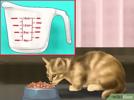 Image titled Diagnose Feline Intestinal Lymphoma Step 2