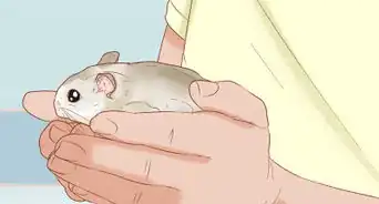 Tame Your Winter White Hamster