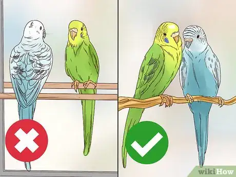 Image titled Take Care of a Budgie Step 14