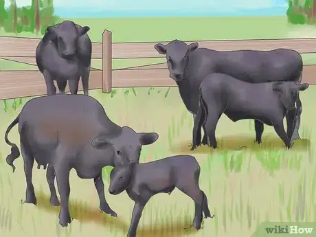 Image titled Raise Black Angus Cattle Step 2
