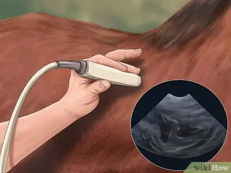 Image titled Tell the Gender of a Mare's Unborn Foal Step 3